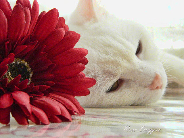 战术板曝光教练临场布置思路清晰调整迅速反应精准,战术板篮球图片